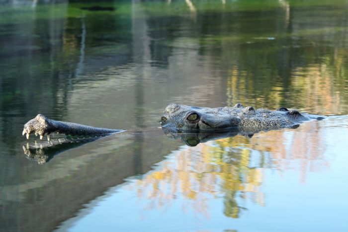 gharial crocodile