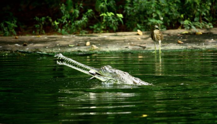 gharial crocodile