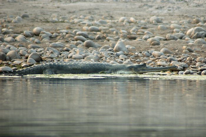 gharial crocodile