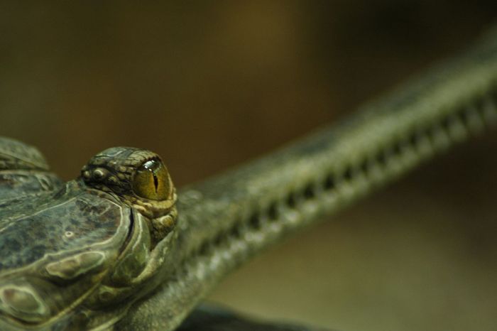 gharial crocodile