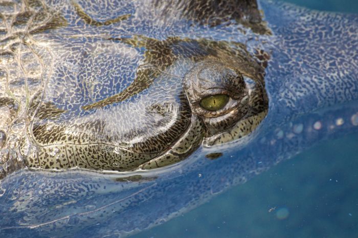 gharial crocodile