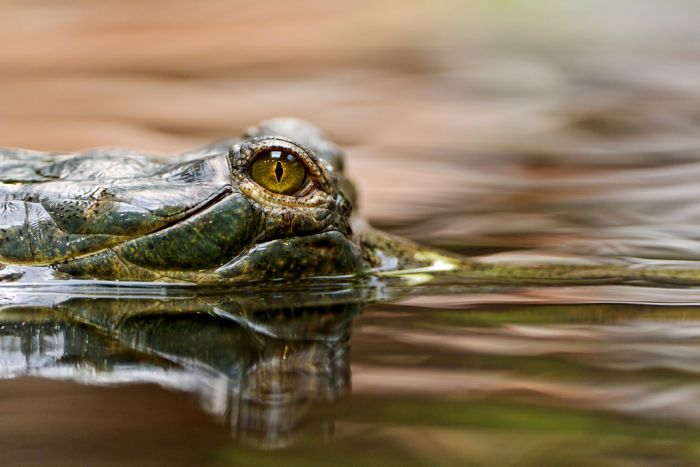 gharial crocodile