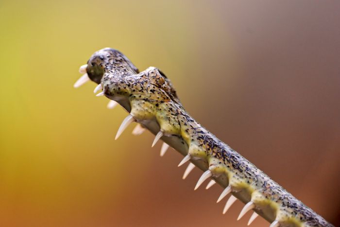 gharial crocodile