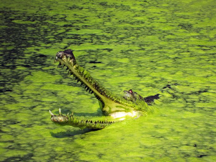 gharial crocodile