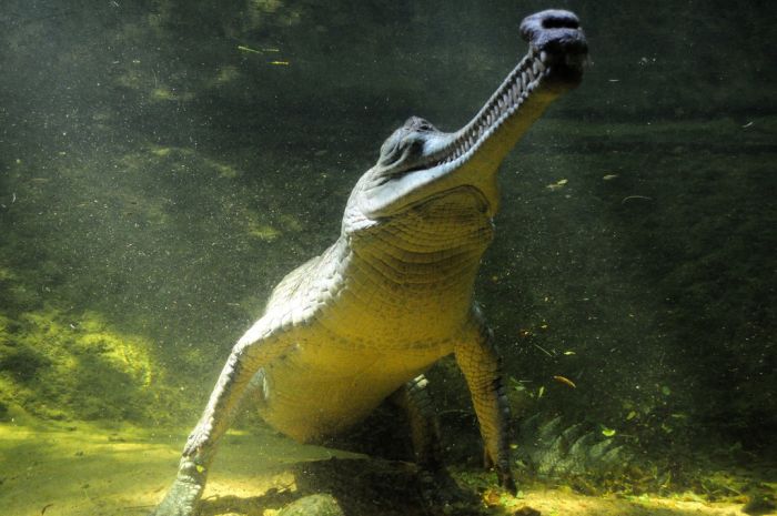 gharial crocodile