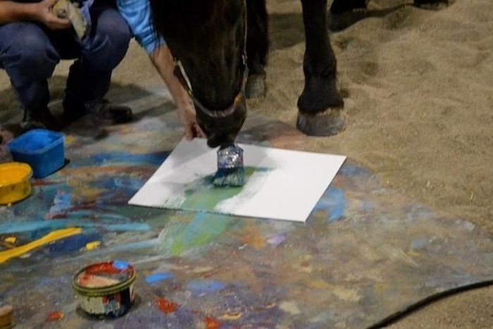 Justin, Friesian horse who paints