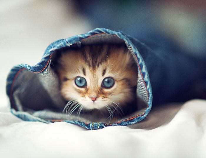 adorable tiny kitten