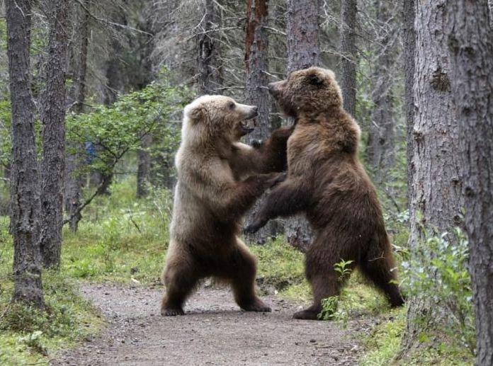 Fighting bears, Alaska, United States