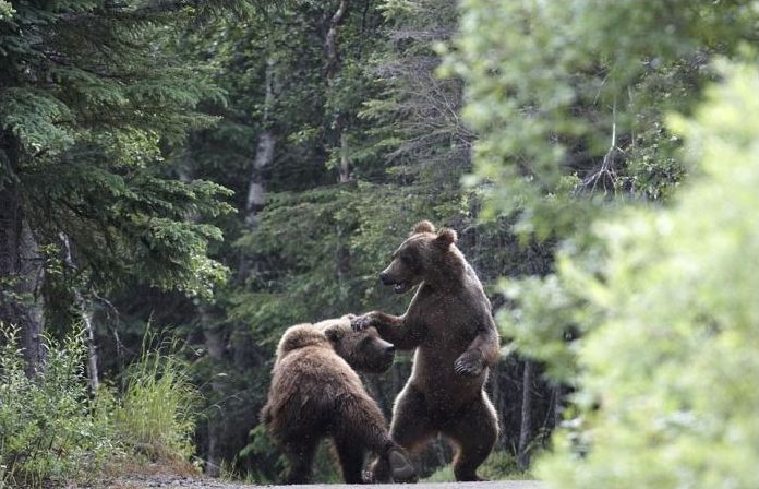 Fighting bears, Alaska, United States