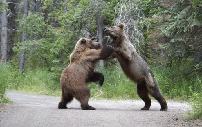 Fighting bears, Alaska, United States