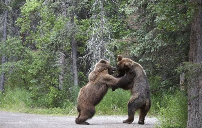 Fighting bears, Alaska, United States