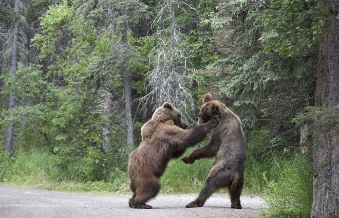 Fighting bears, Alaska, United States