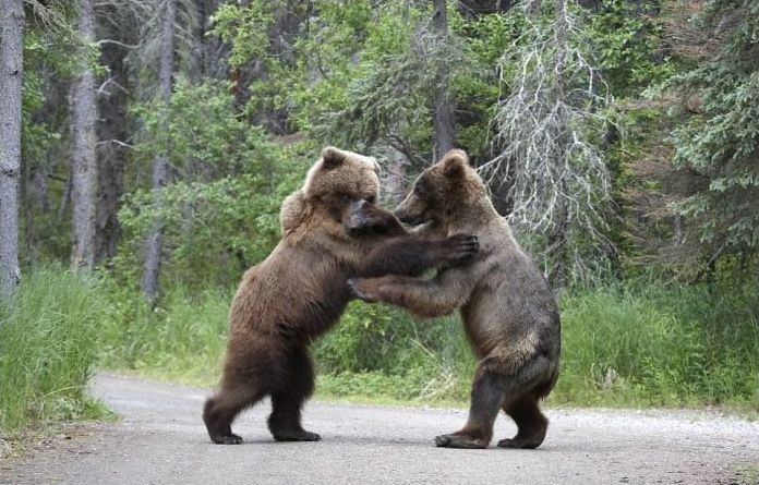 Fighting bears, Alaska, United States