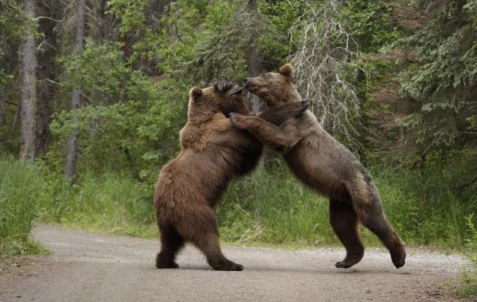 Fighting bears, Alaska, United States