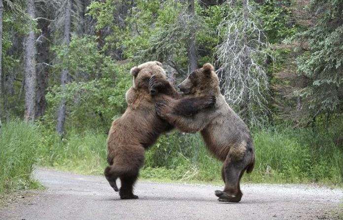Fighting bears, Alaska, United States