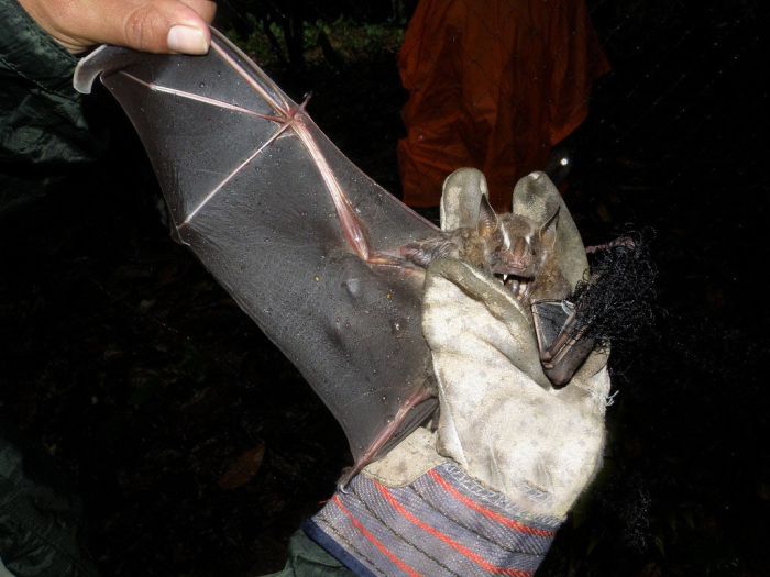 Wild bats, Peru