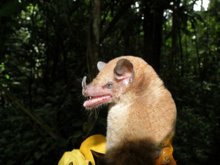 Wild bats, Peru