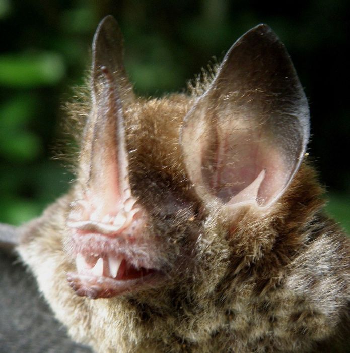 Wild bats, Peru