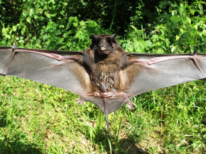 Wild bats, Peru