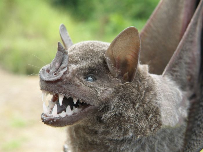 Wild bats, Peru