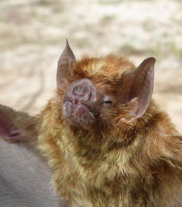 Wild bats, Peru