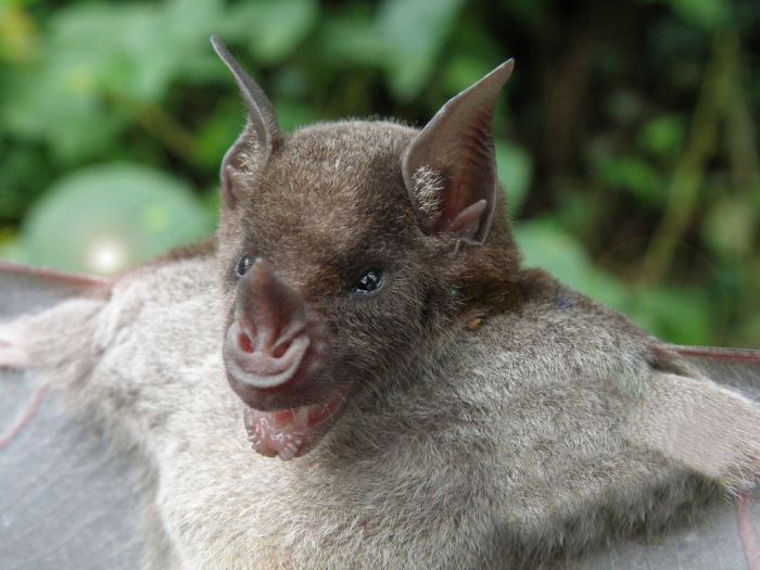 Wild bats, Peru