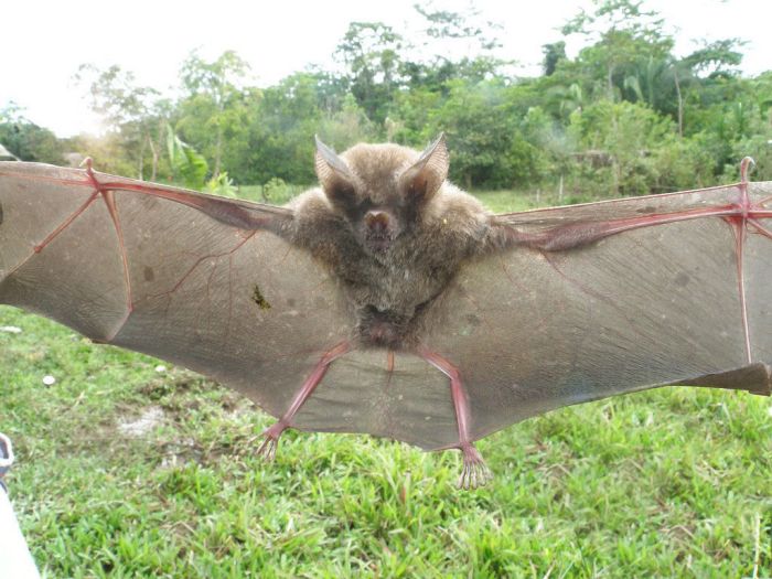 Wild bats, Peru