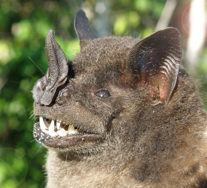 Wild bats, Peru