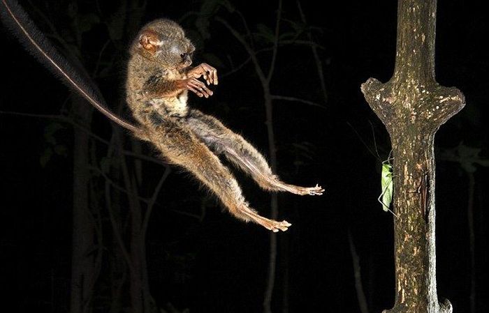 tarsier hunting a mantis