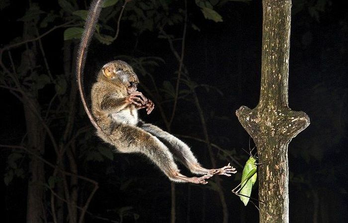 tarsier hunting a mantis