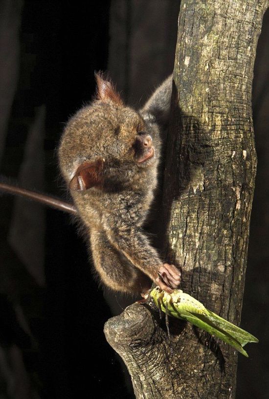 tarsier hunting a mantis