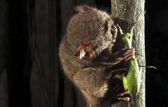 tarsier hunting a mantis