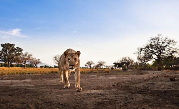 lioness stealing a camera