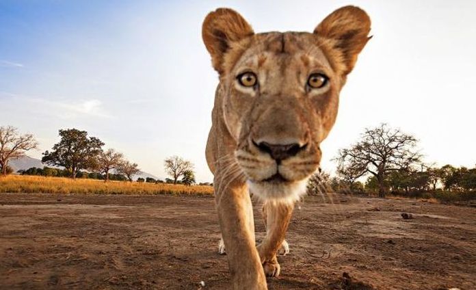 lioness stealing a camera