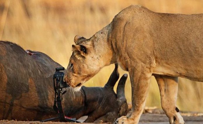 lioness stealing a camera