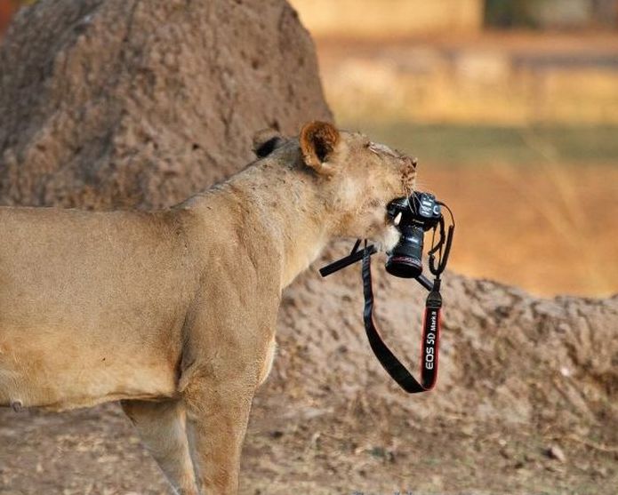 lioness stealing a camera