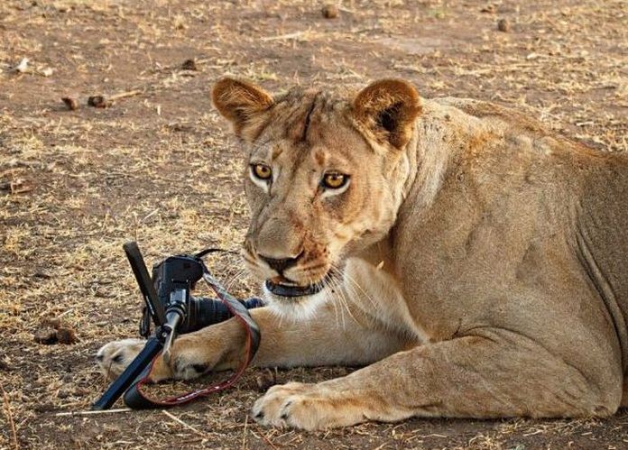 lioness stealing a camera