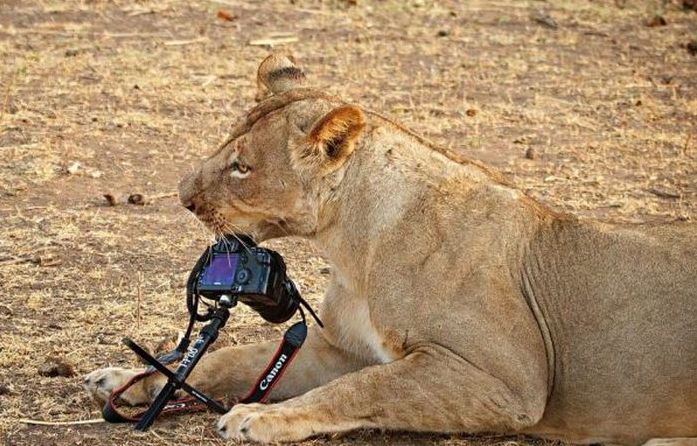 lioness stealing a camera