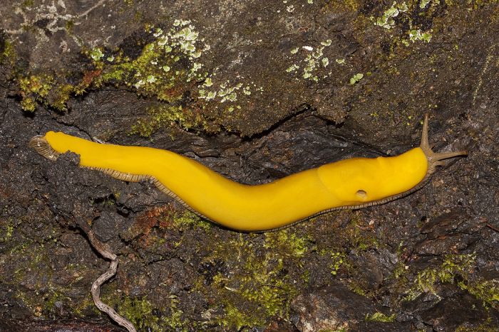 yellow banana slug