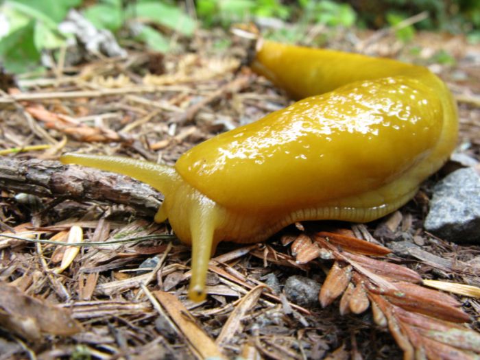 yellow banana slug