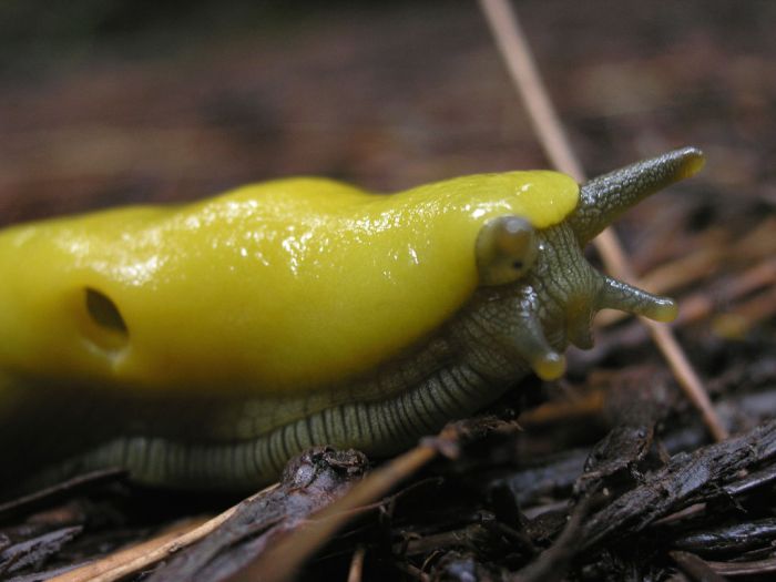 yellow banana slug