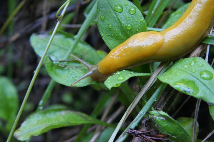 yellow banana slug