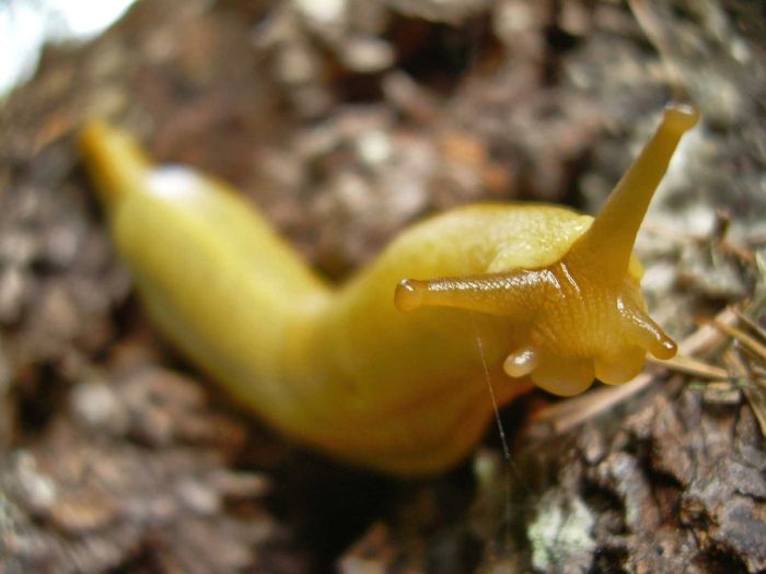 yellow banana slug