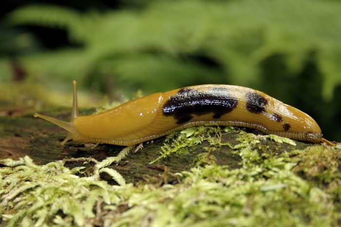 yellow banana slug