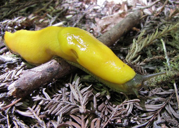 yellow banana slug