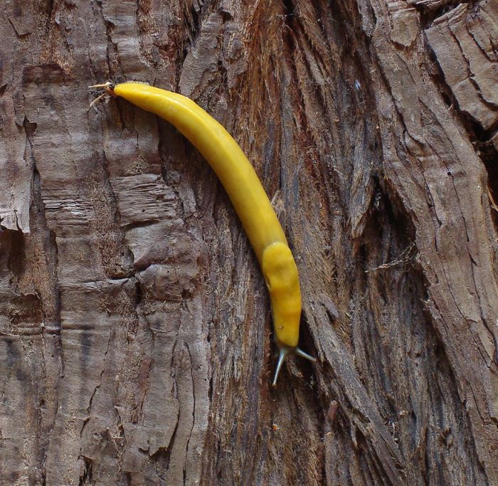 yellow banana slug