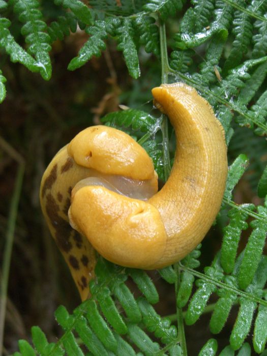 yellow banana slug