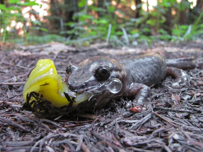 yellow banana slug