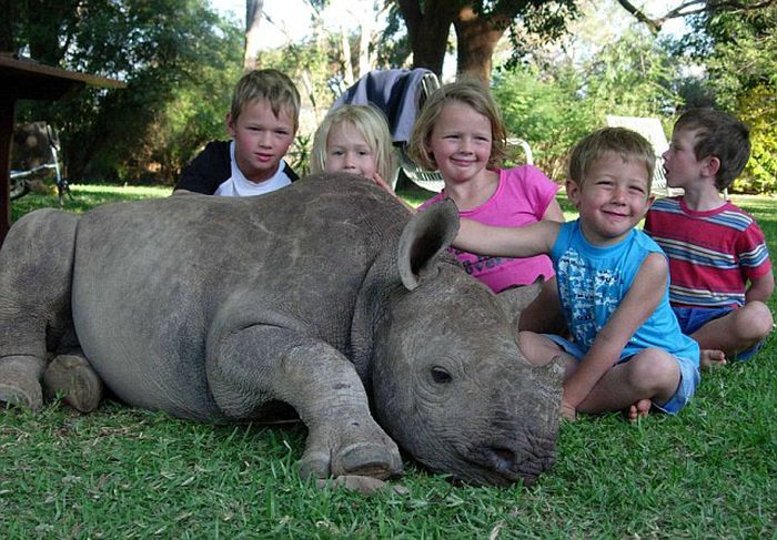 Baby rhino pet, Zimbabwe