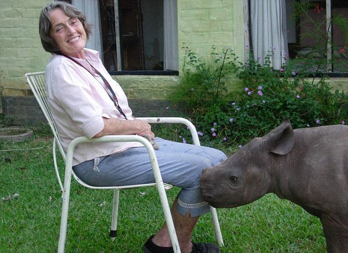 Baby rhino pet, Zimbabwe